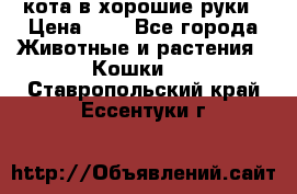 кота в хорошие руки › Цена ­ 0 - Все города Животные и растения » Кошки   . Ставропольский край,Ессентуки г.